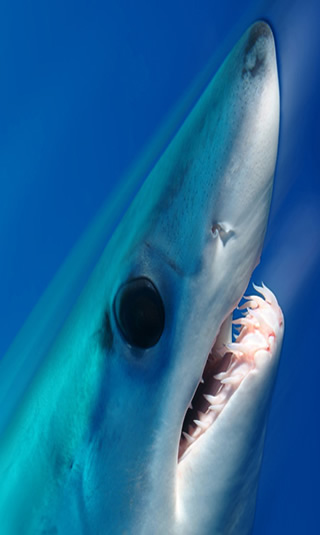 Mako Shark